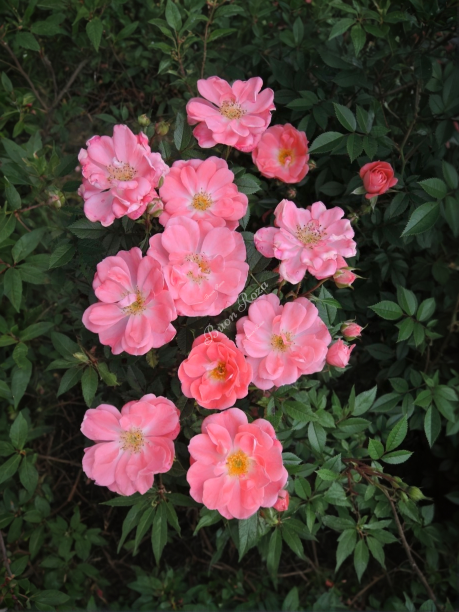 ферди 3 _edited_edited