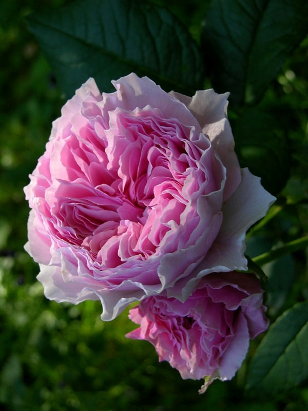 Гартенрауме2_edited_edited