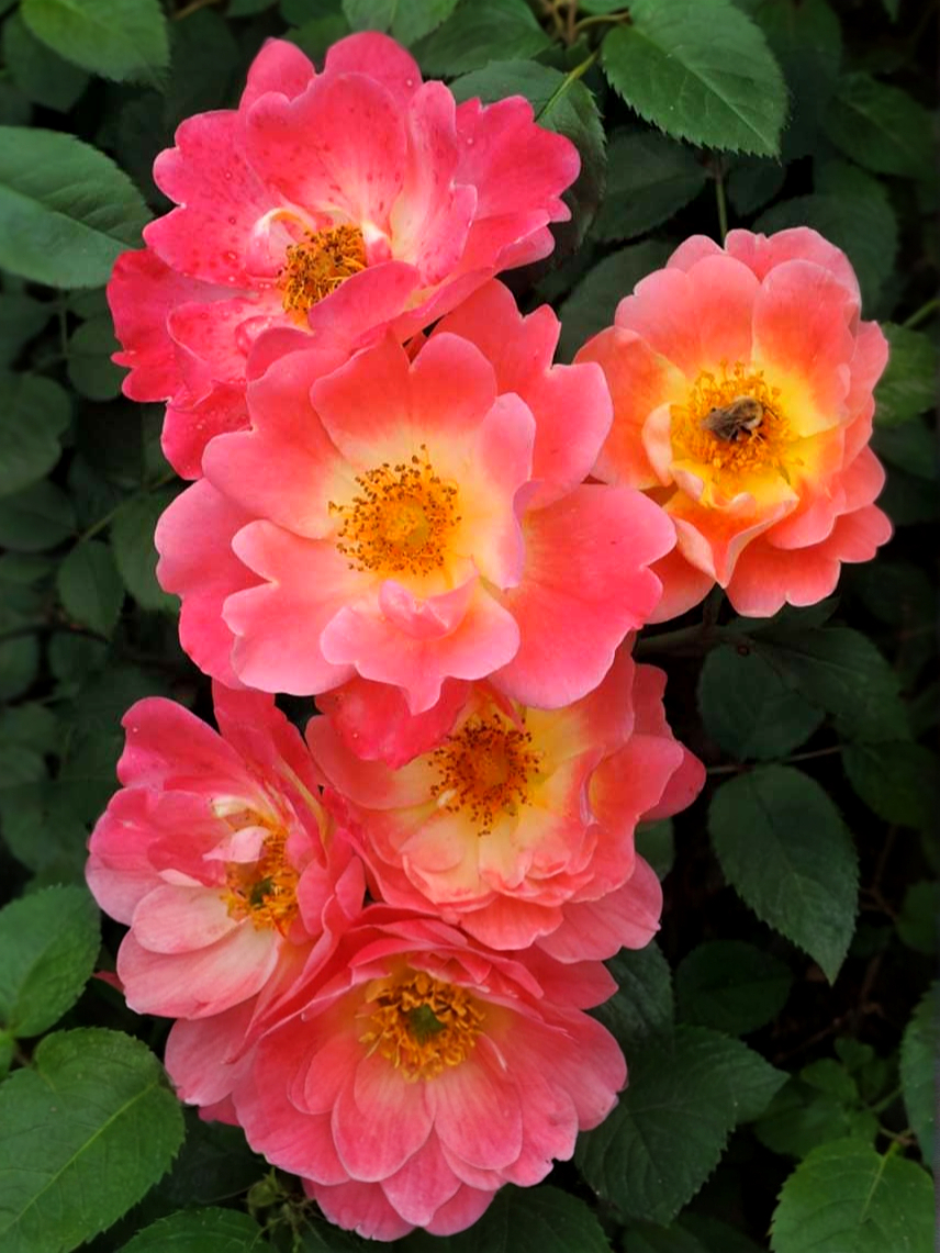 герцагиня фредерика 2 _edited