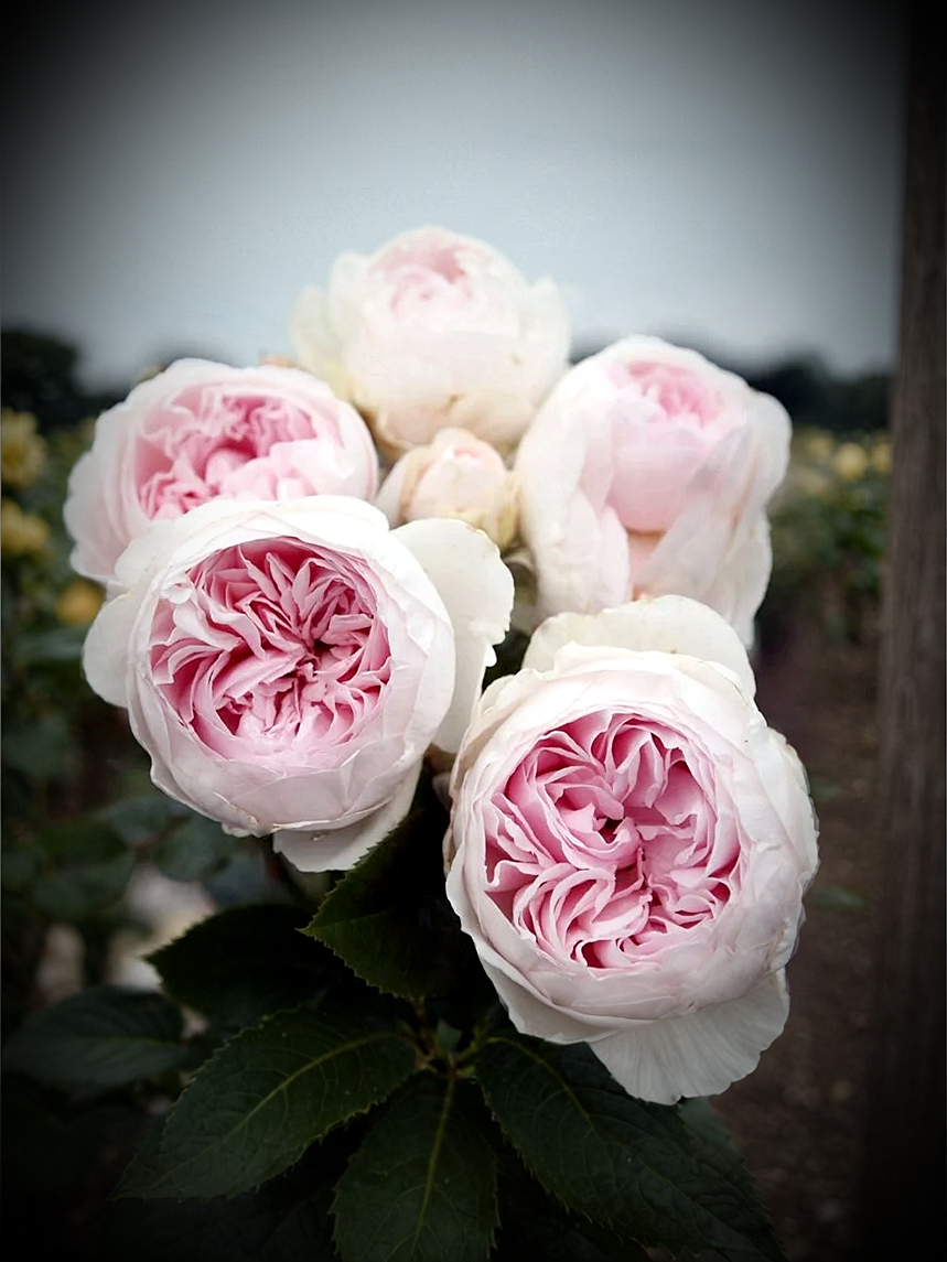 Герцогиня Кристиана печать