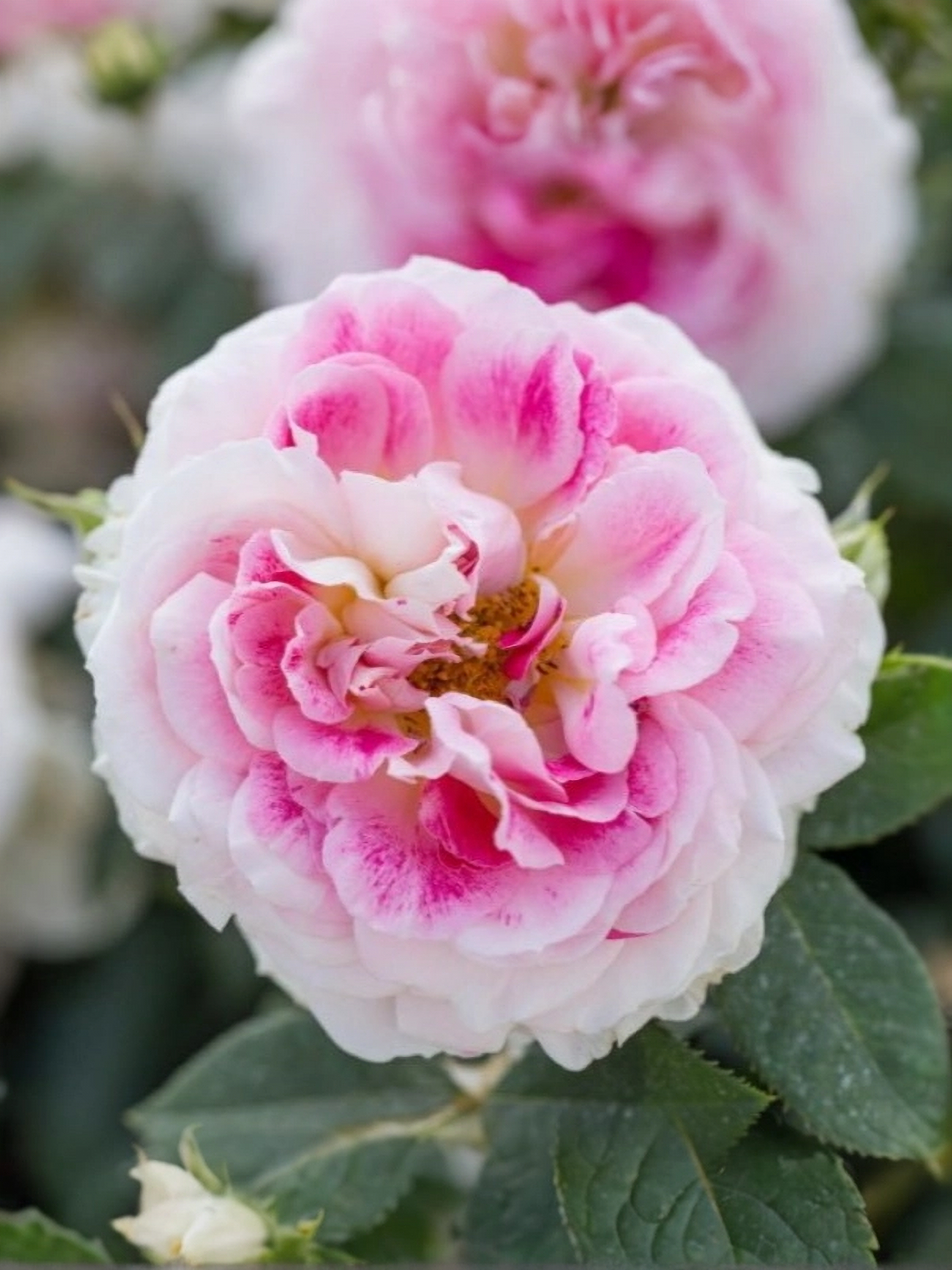 гернси 5_edited