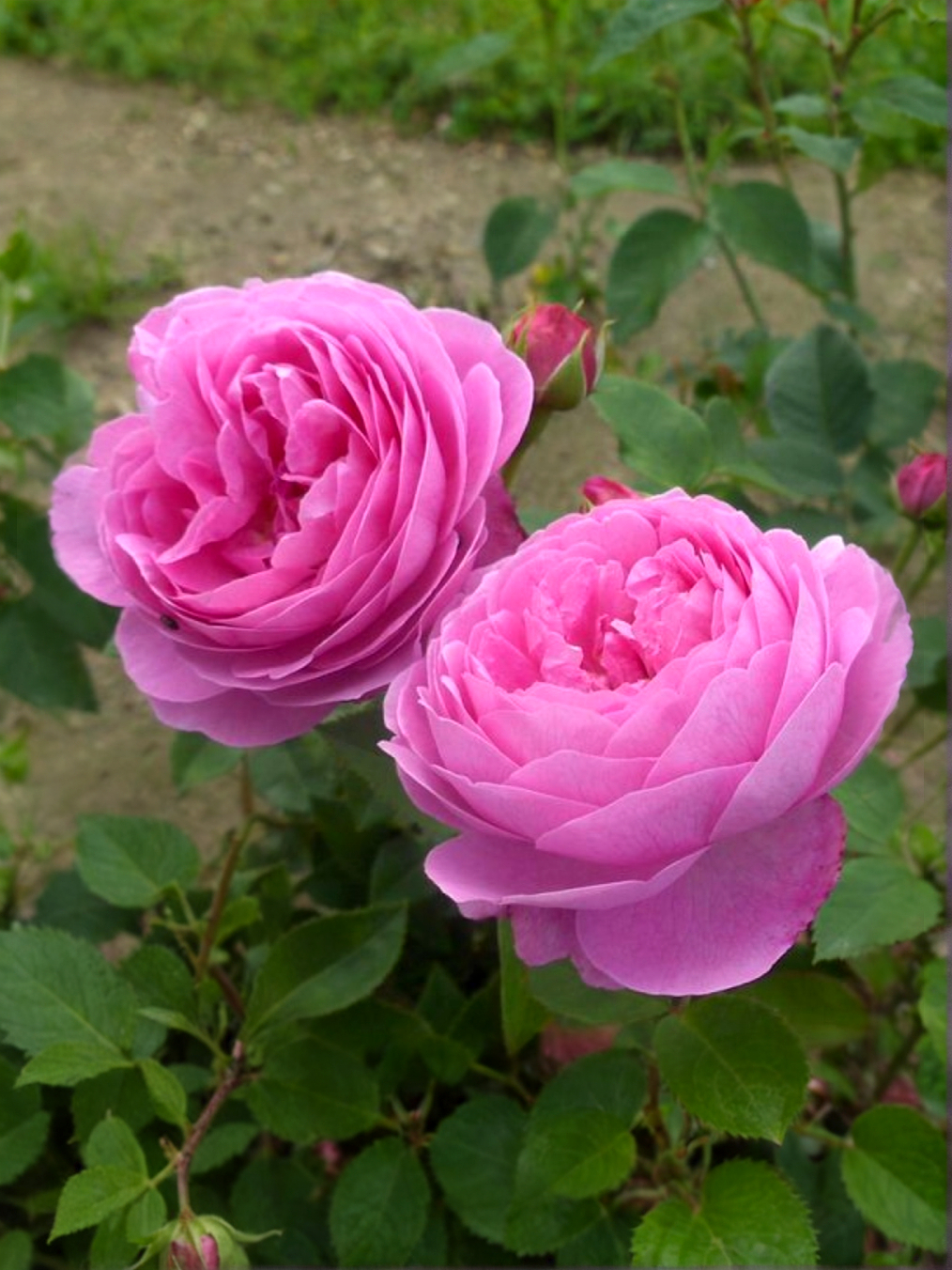 Гертруда Джекилл