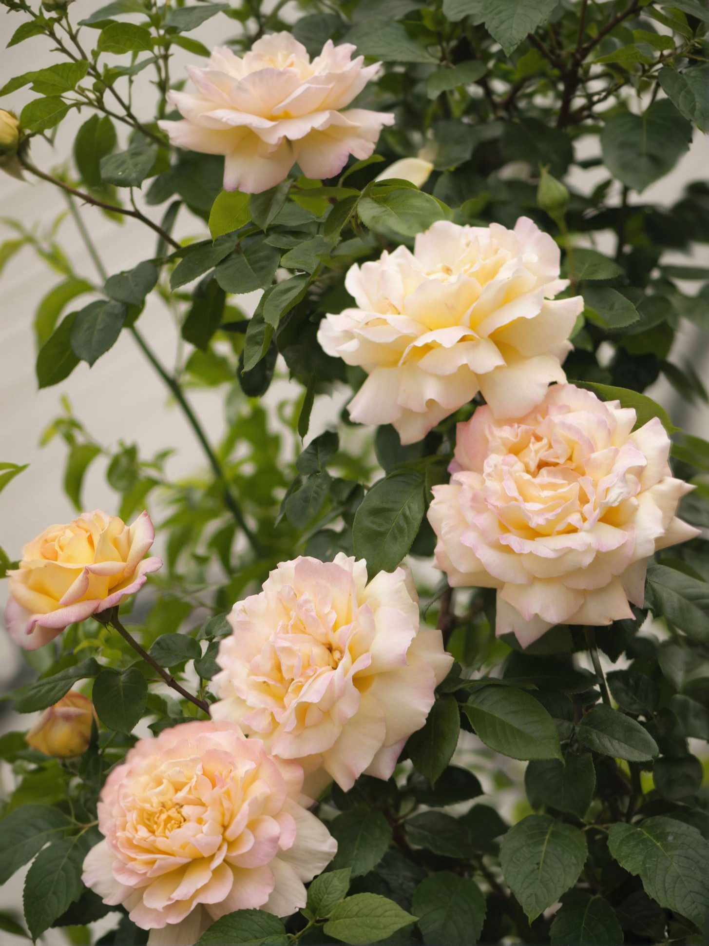 глориа 5 — копия_edited