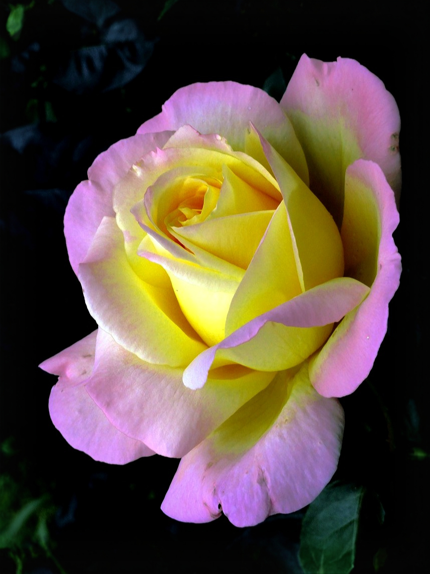 глория_edited_edited_edited