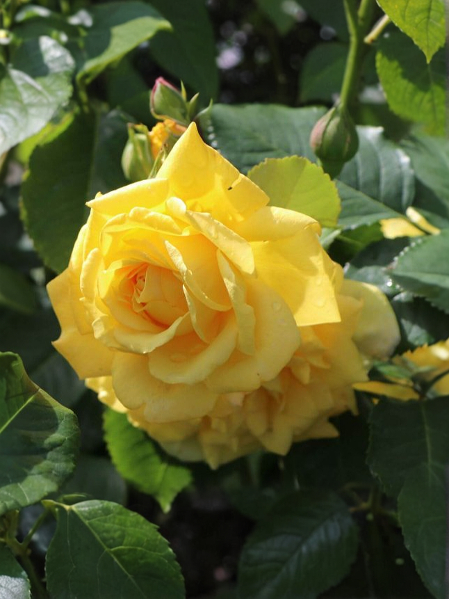 Голден Гейт3_edited_edited