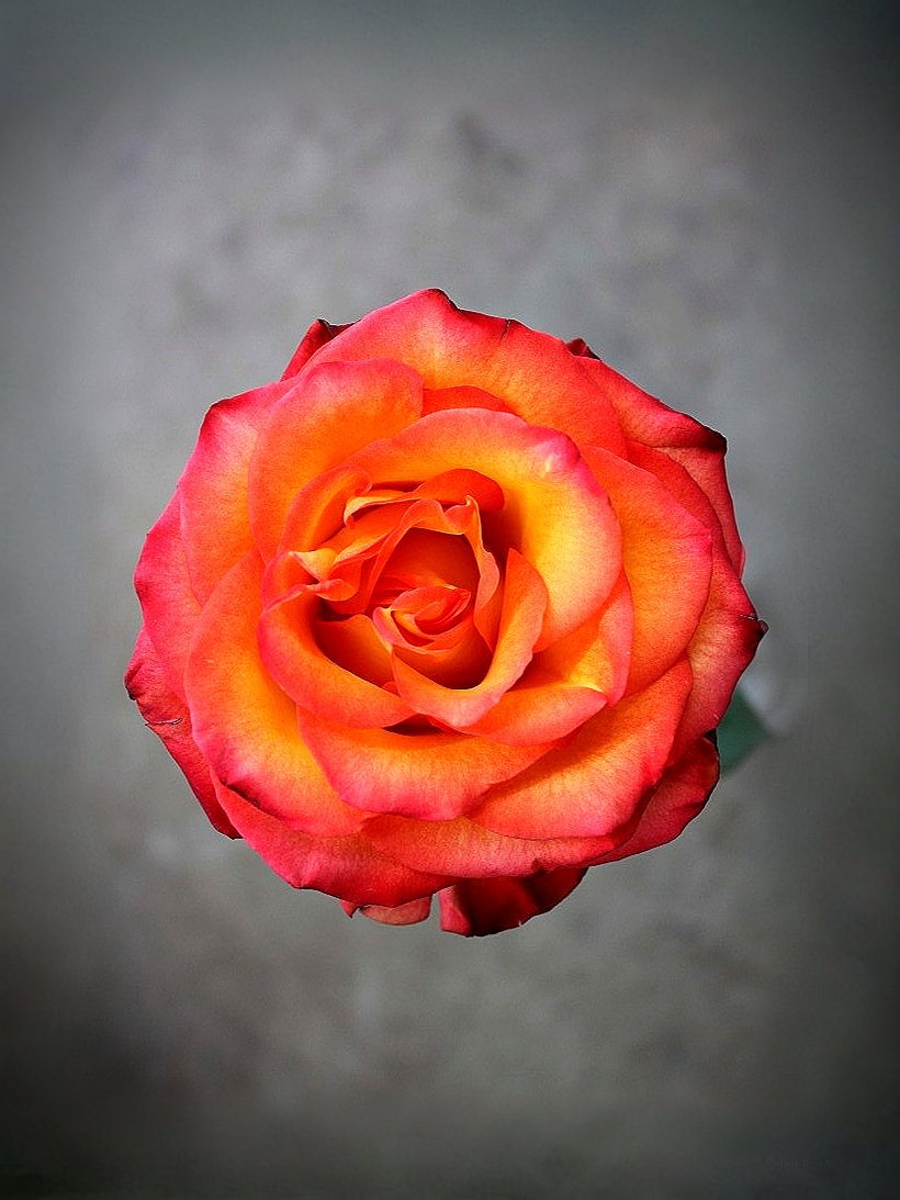 голден меджик _edited_edited_edited