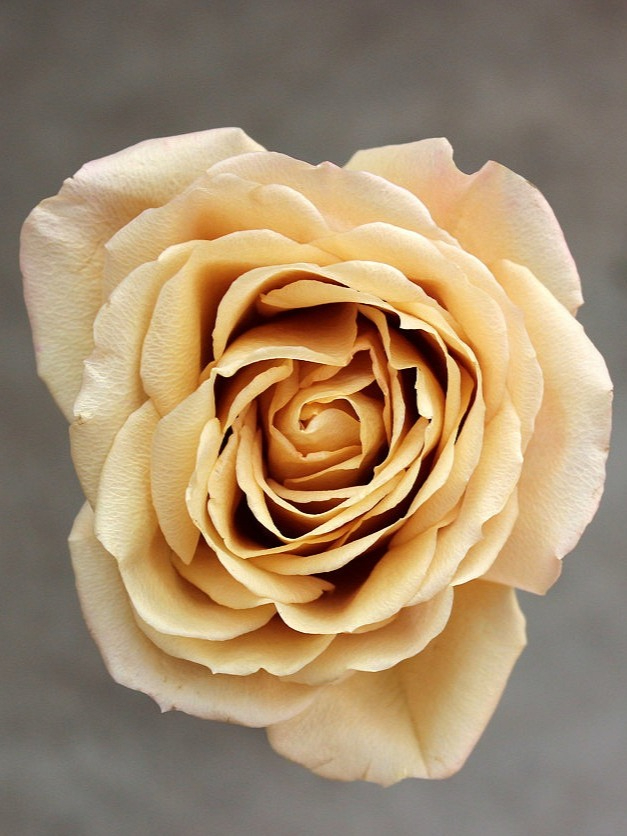 голден мустард _edited_edited_edited