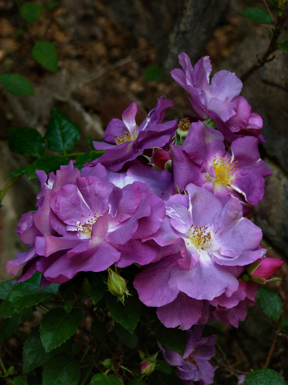 голубая_edited