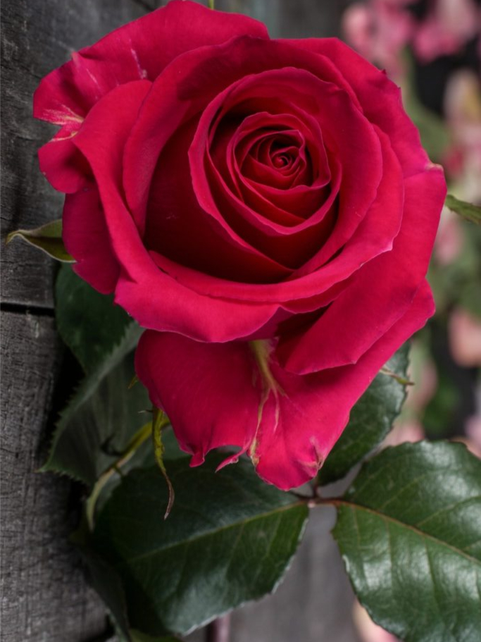 готча4_edited_edited