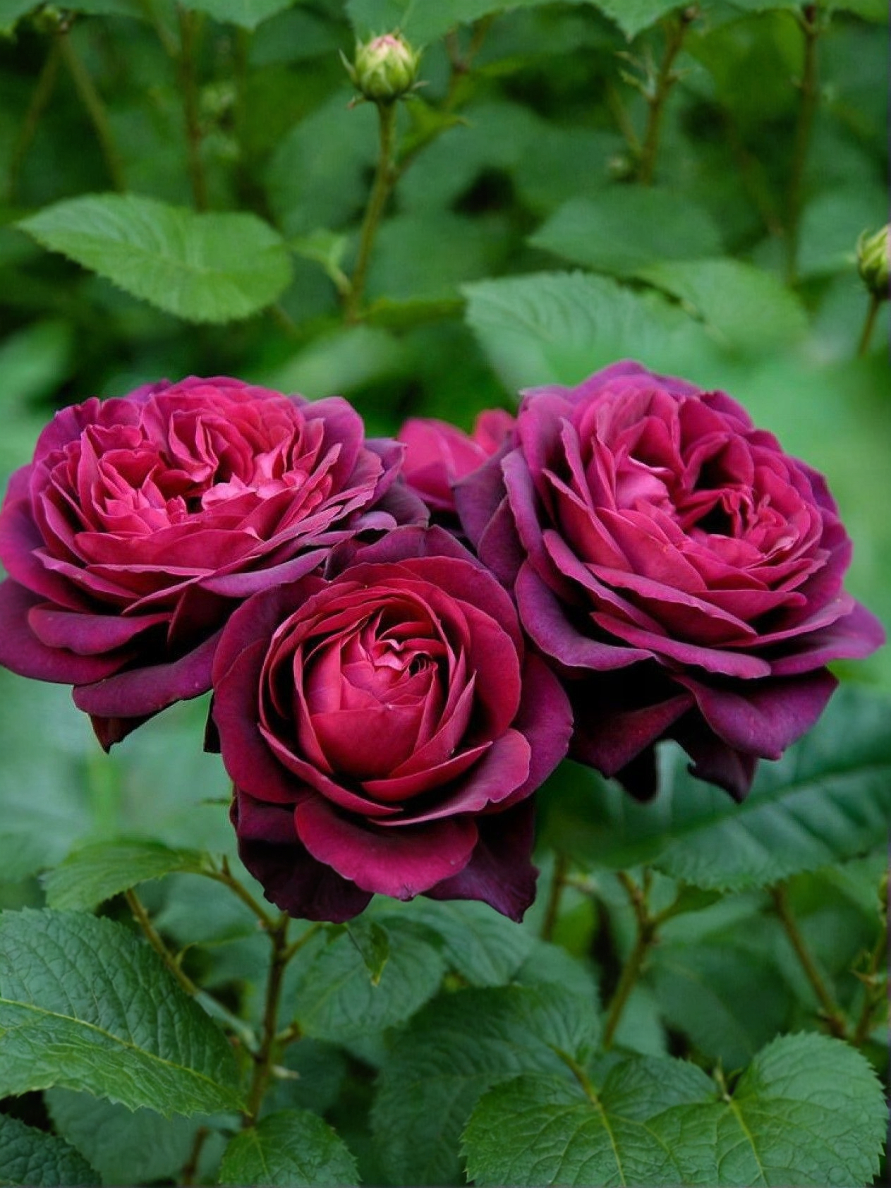 Графиня Диана4_edited