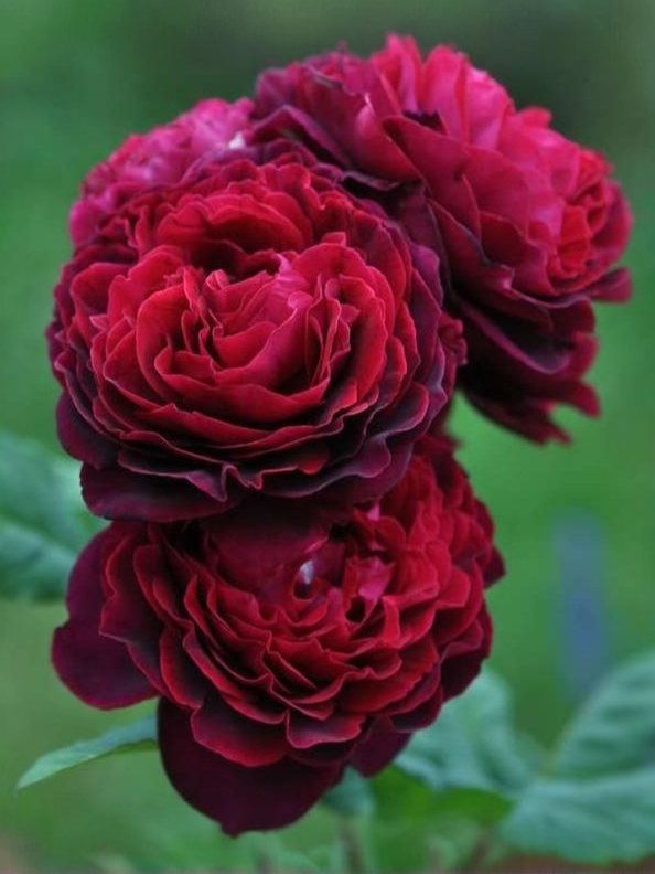 Графиня фон Харденберг3_edited_edited_edited