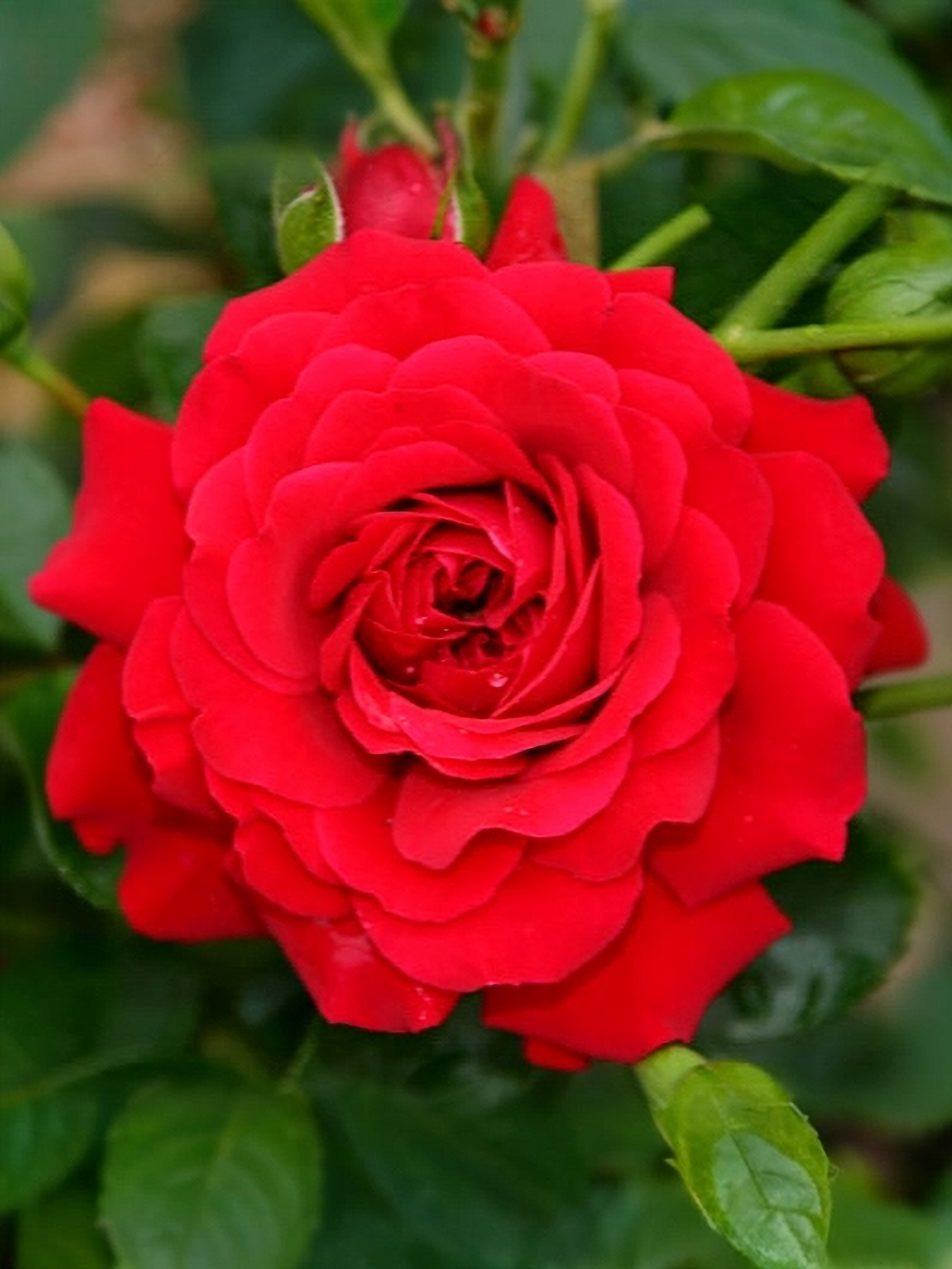 Гранд Эвод2_edited_edited