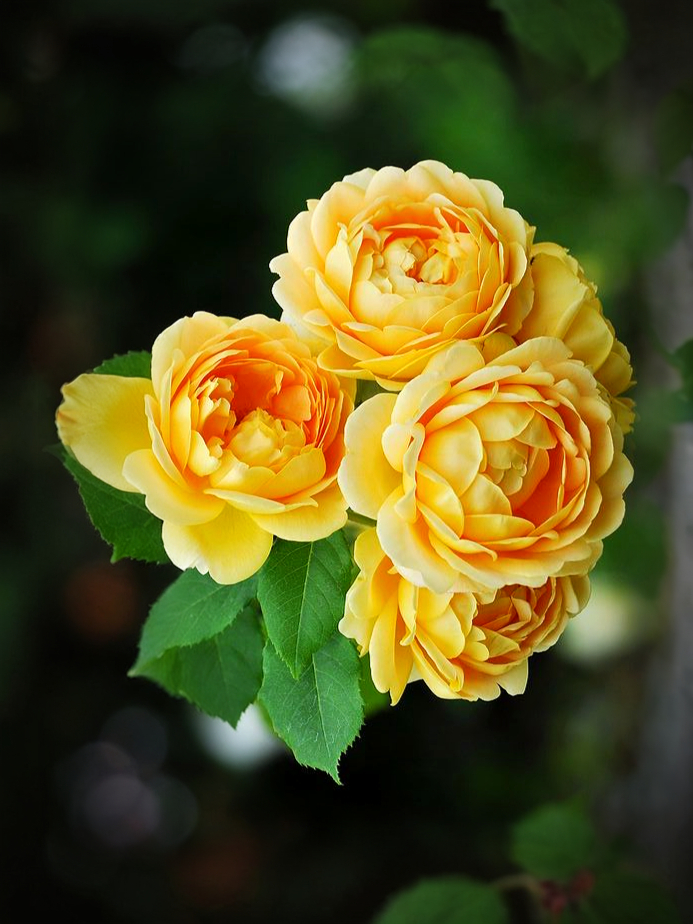 Грехам Томас