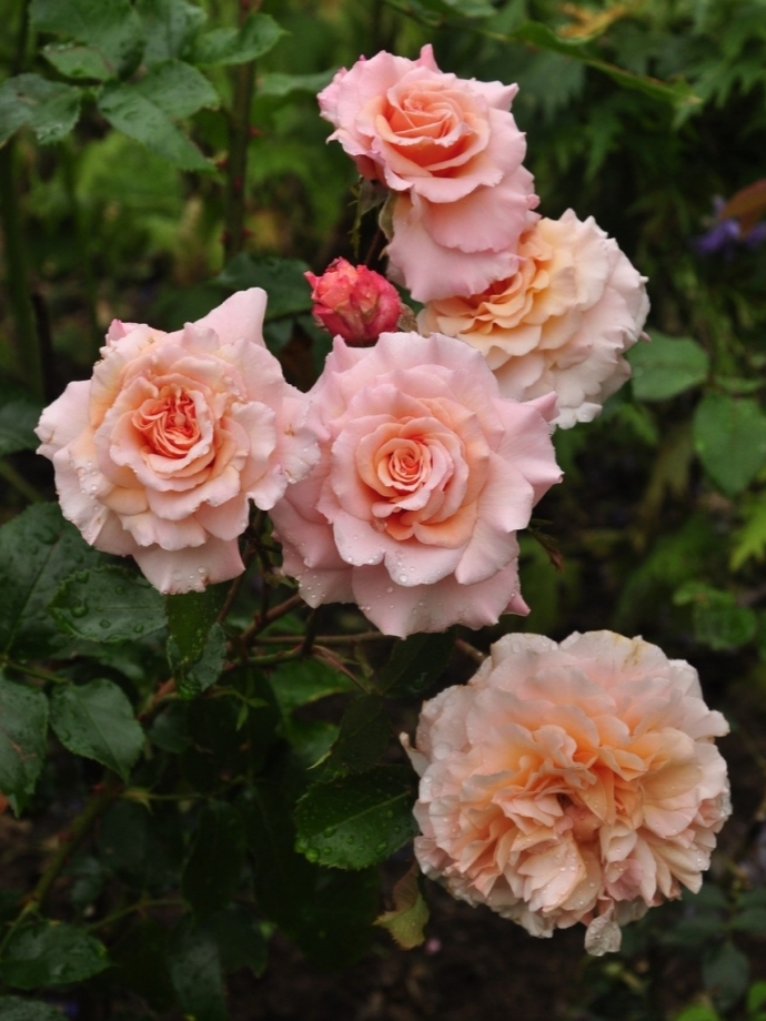 Грейт Экспектейшн3_edited_edited