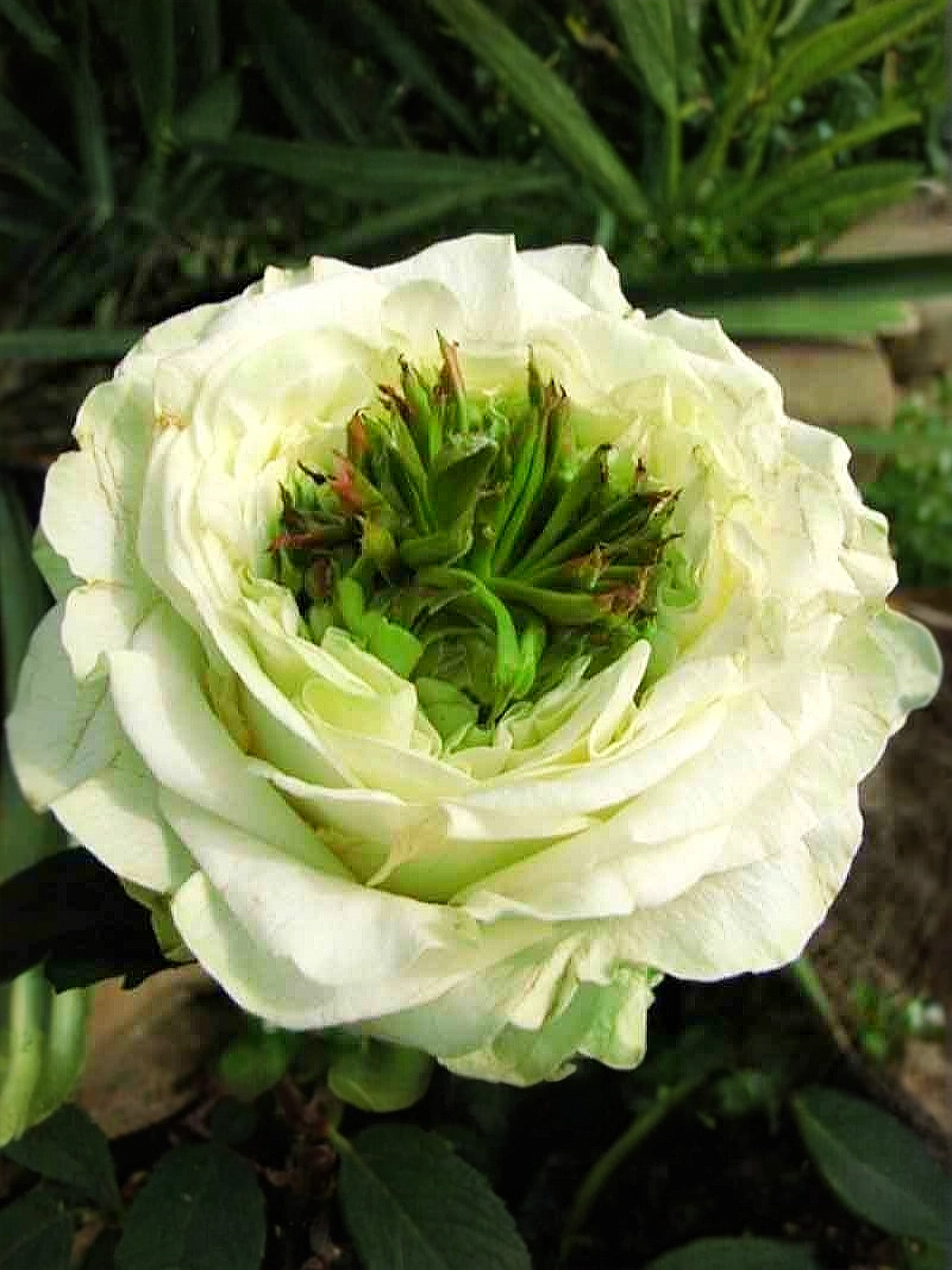 Грин Ай_edited_edited