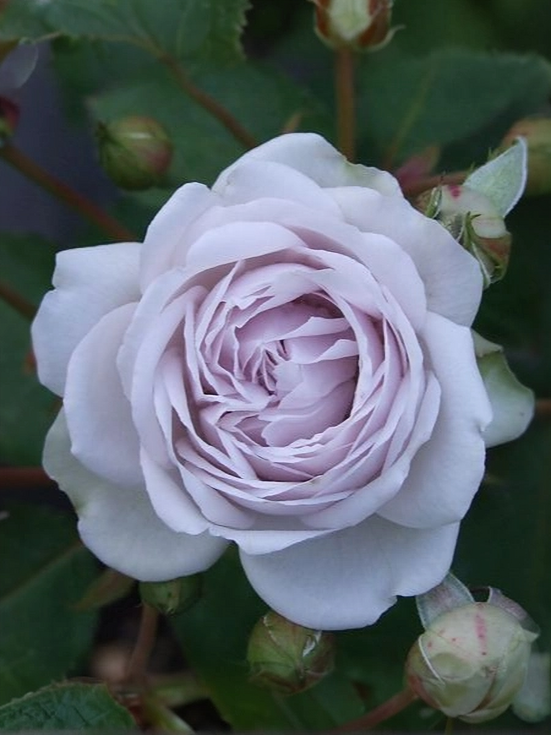 Гризелис_edited