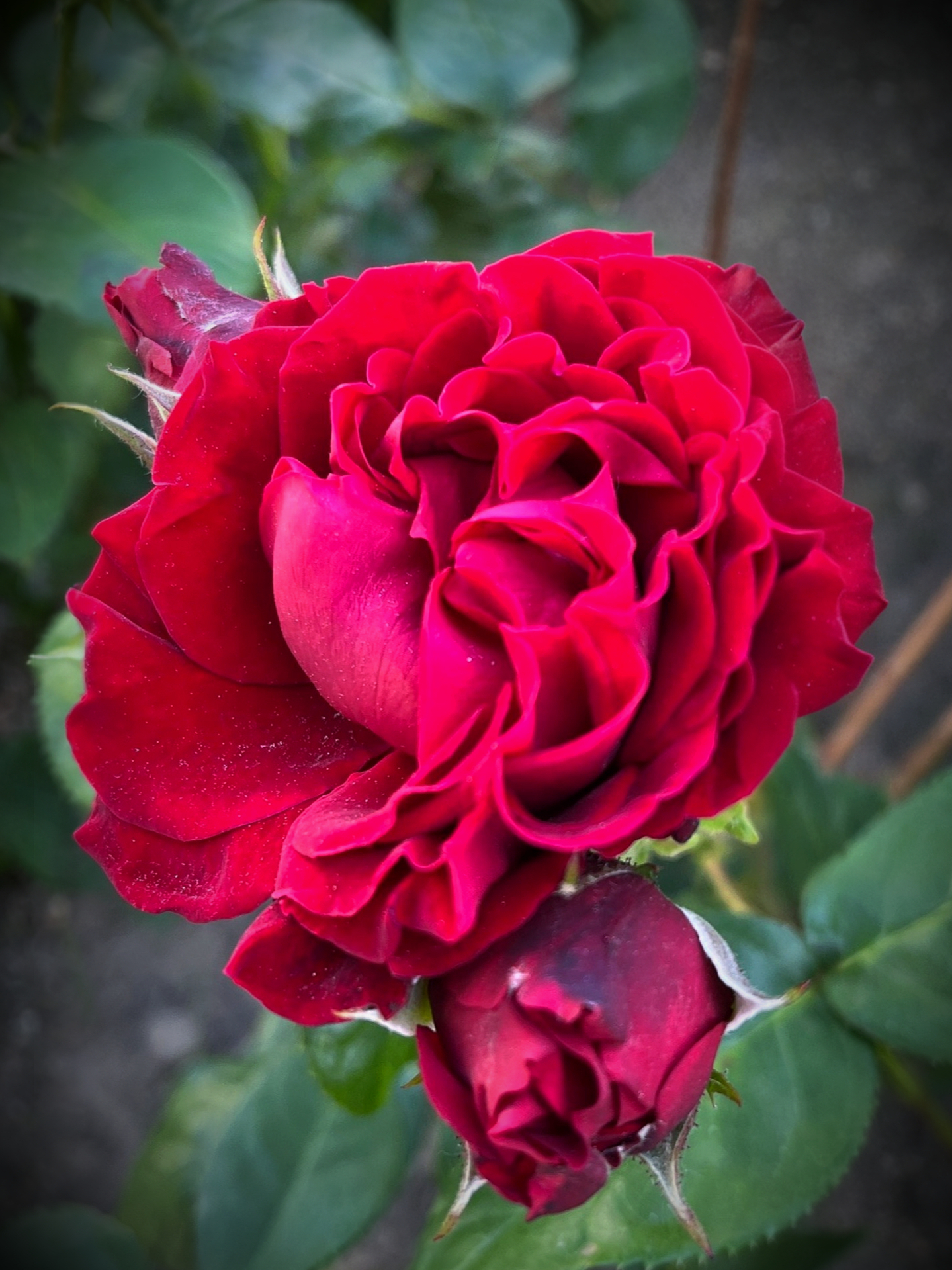 IMG_0051_edited_edited_edited_edited