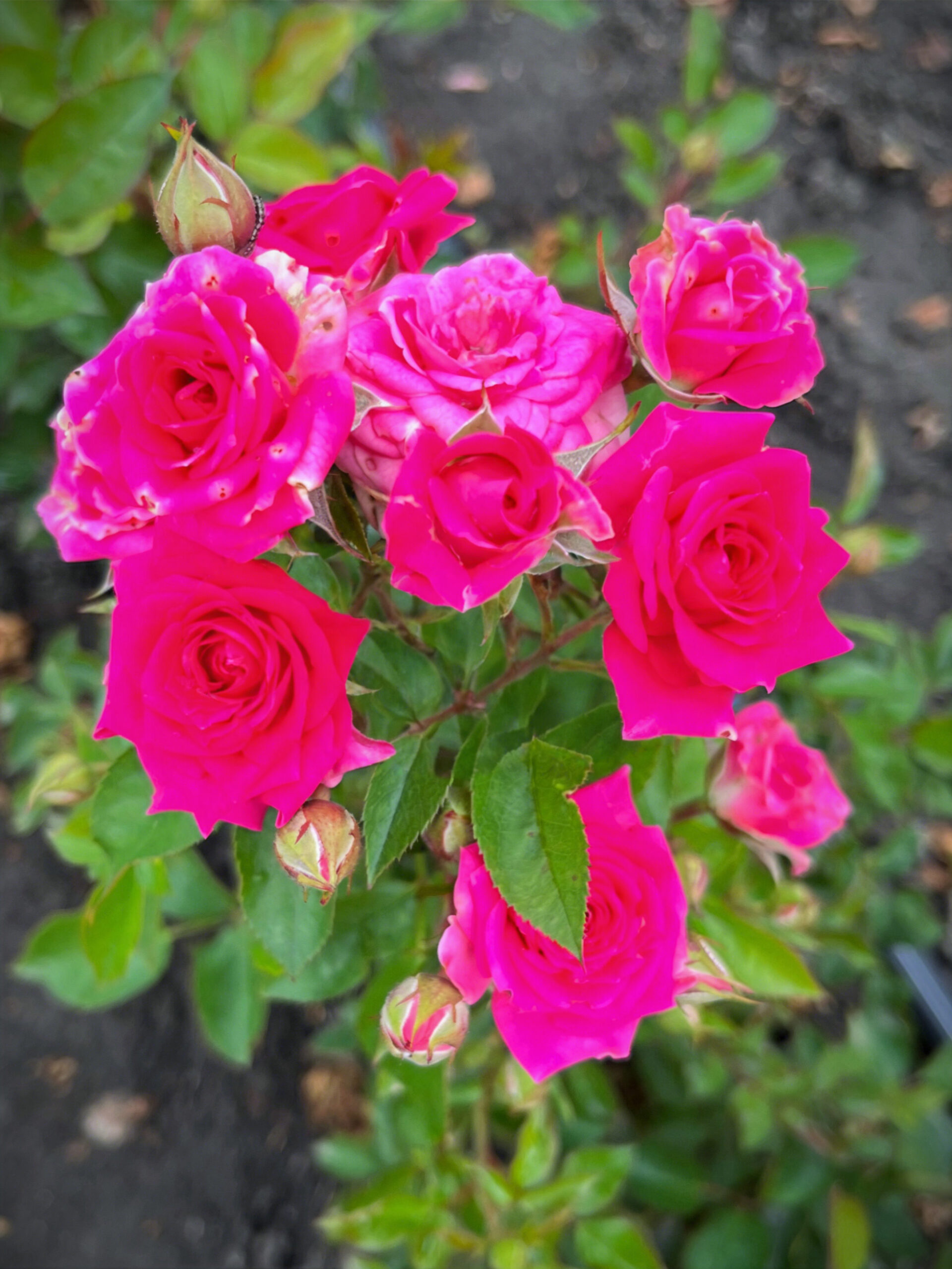 IMG_3800_edited_edited_edited