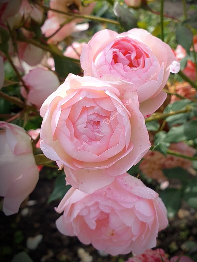 IMG_5974_edited_edited