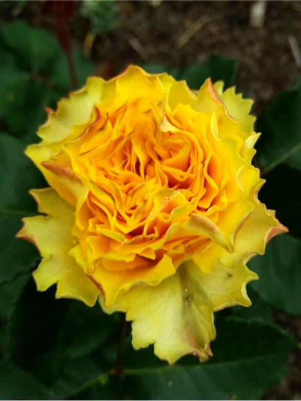 IMG_6217_edited_edited