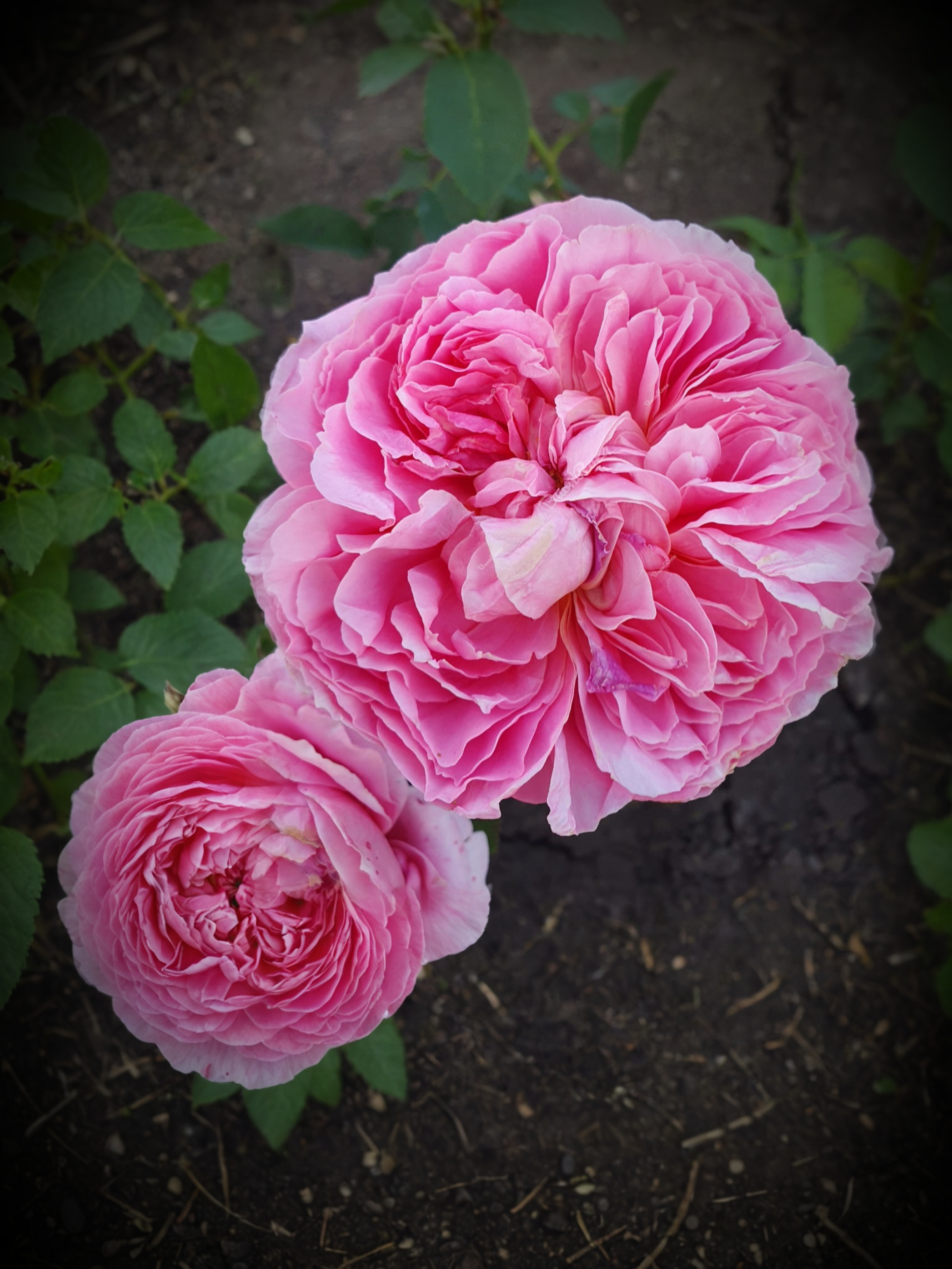 IMG_6734_edited_edited_edited