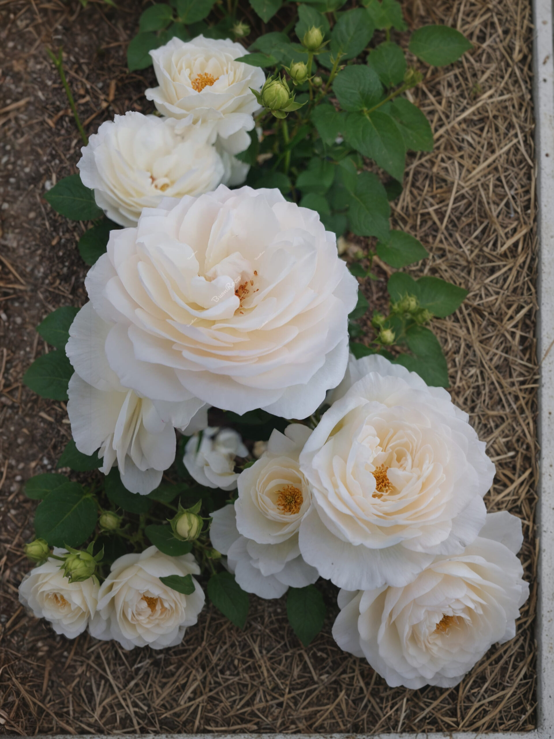 IMG_6806_edited_edited