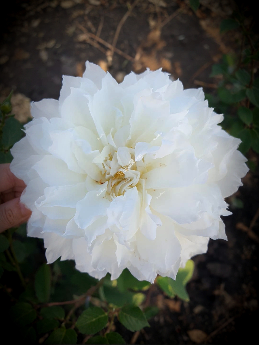 IMG_6854_edited_edited_edited