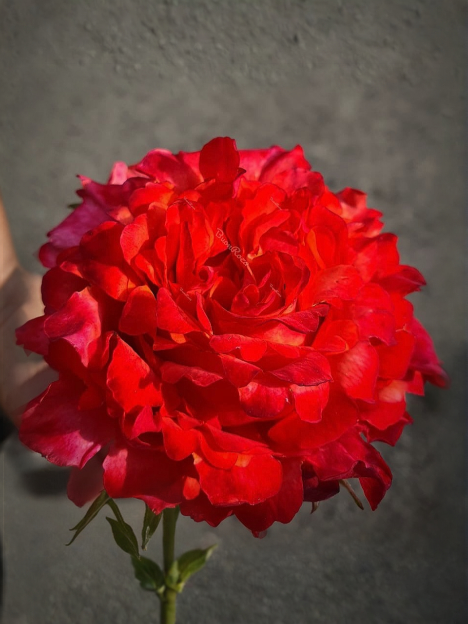 IMG_7024_edited_edited