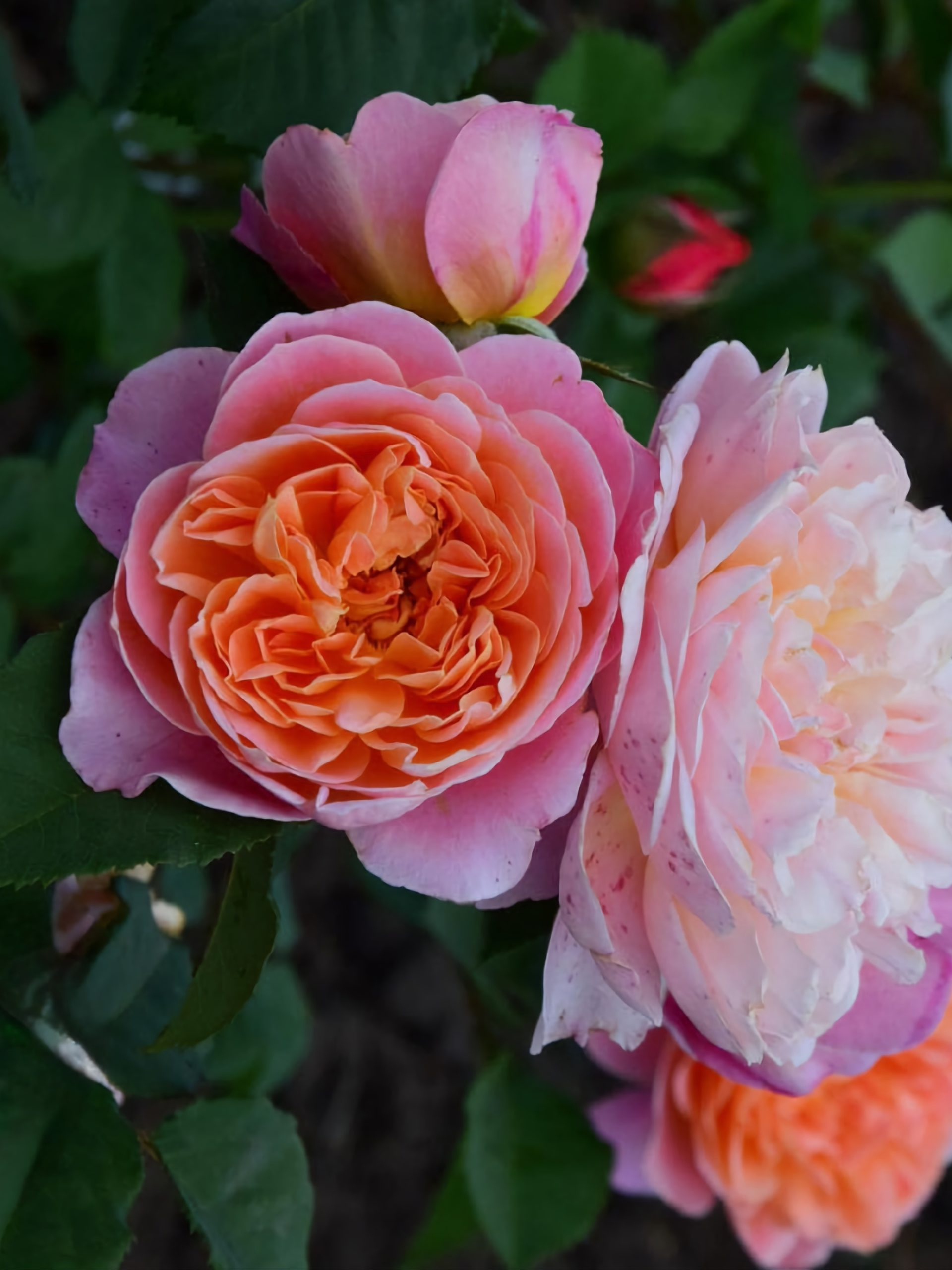 Импрессионист2_edited_edited