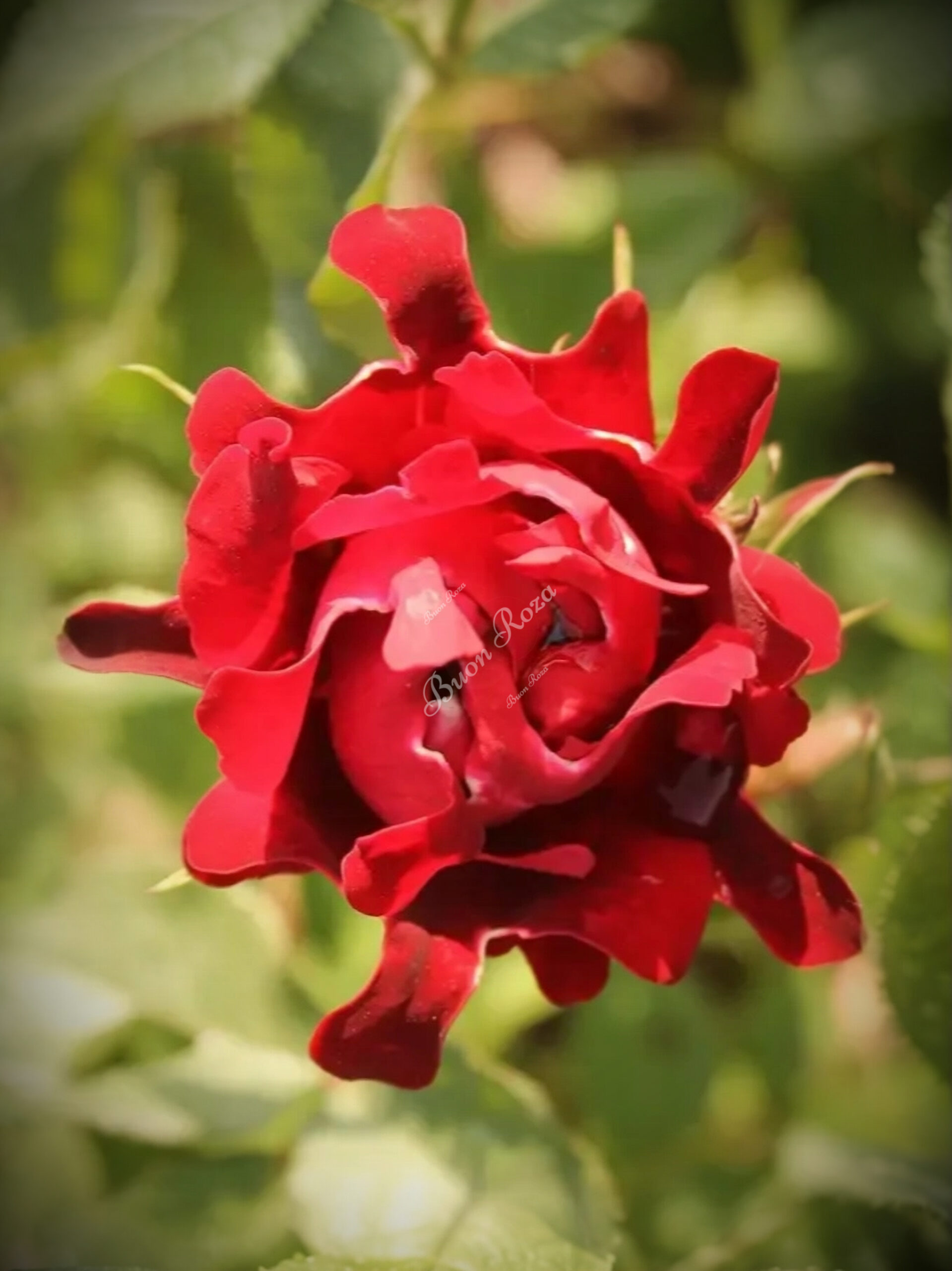 индиан Раффлс_edited_edited_edited