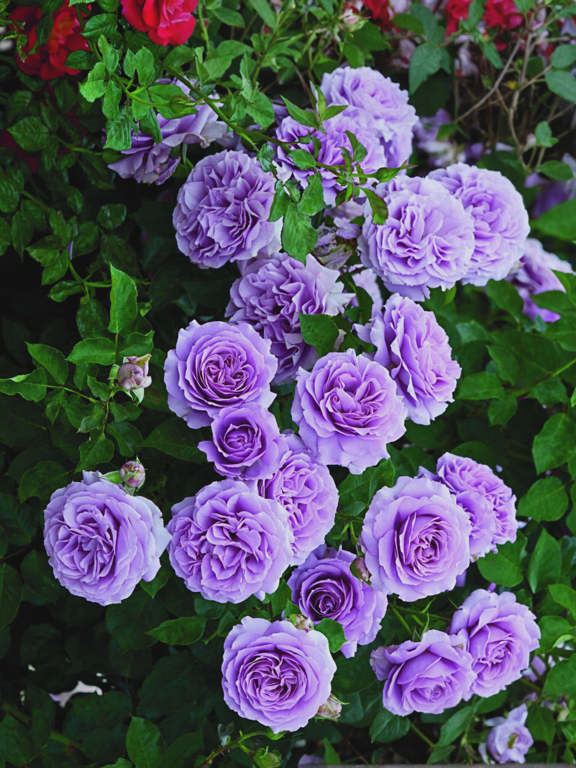 индига 2_edited_edited_edited