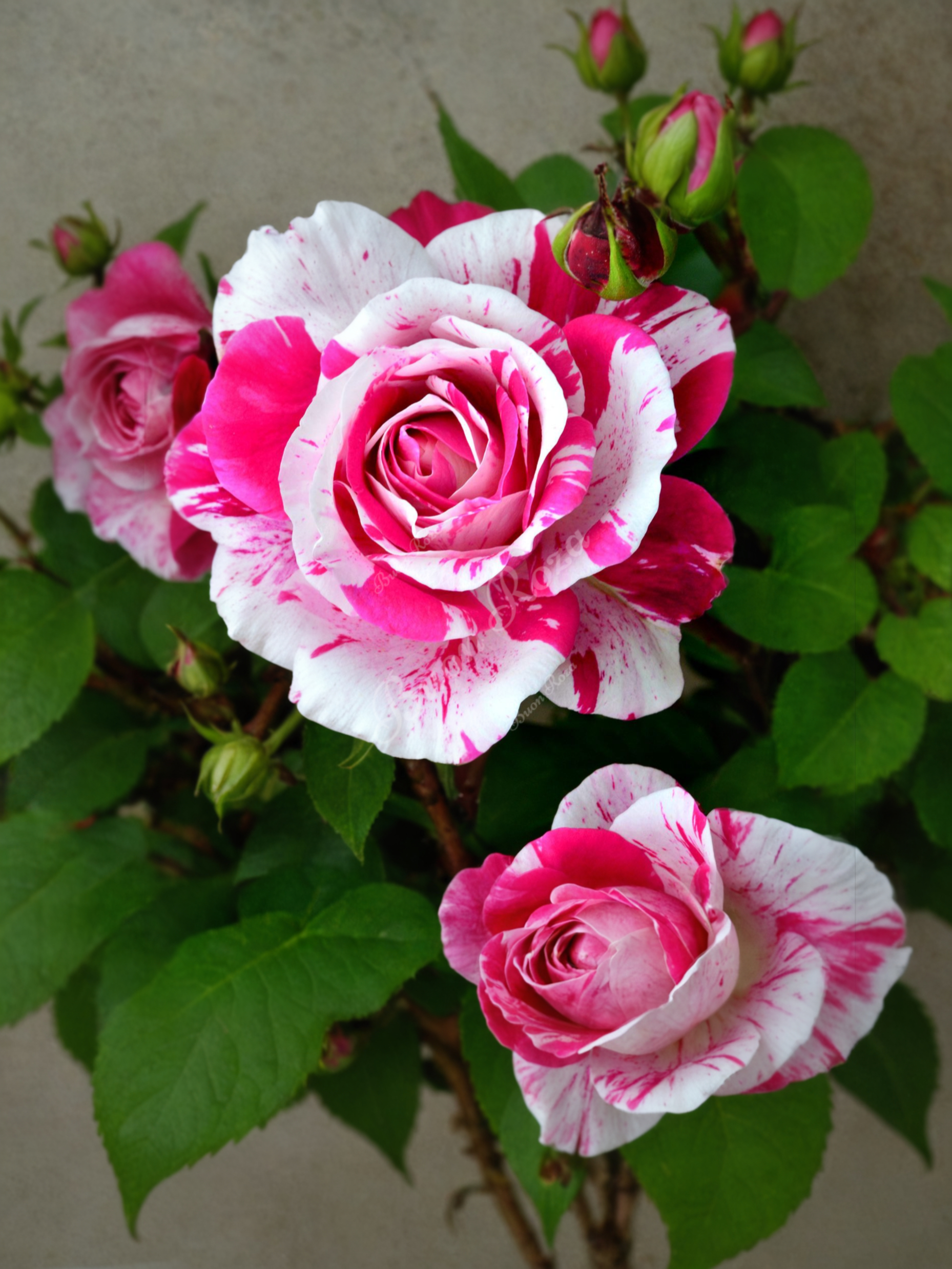 Инес Састре