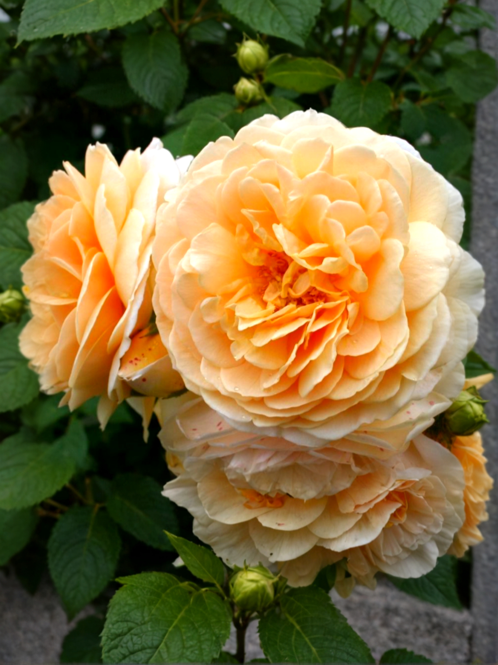 Инглиш Гарден