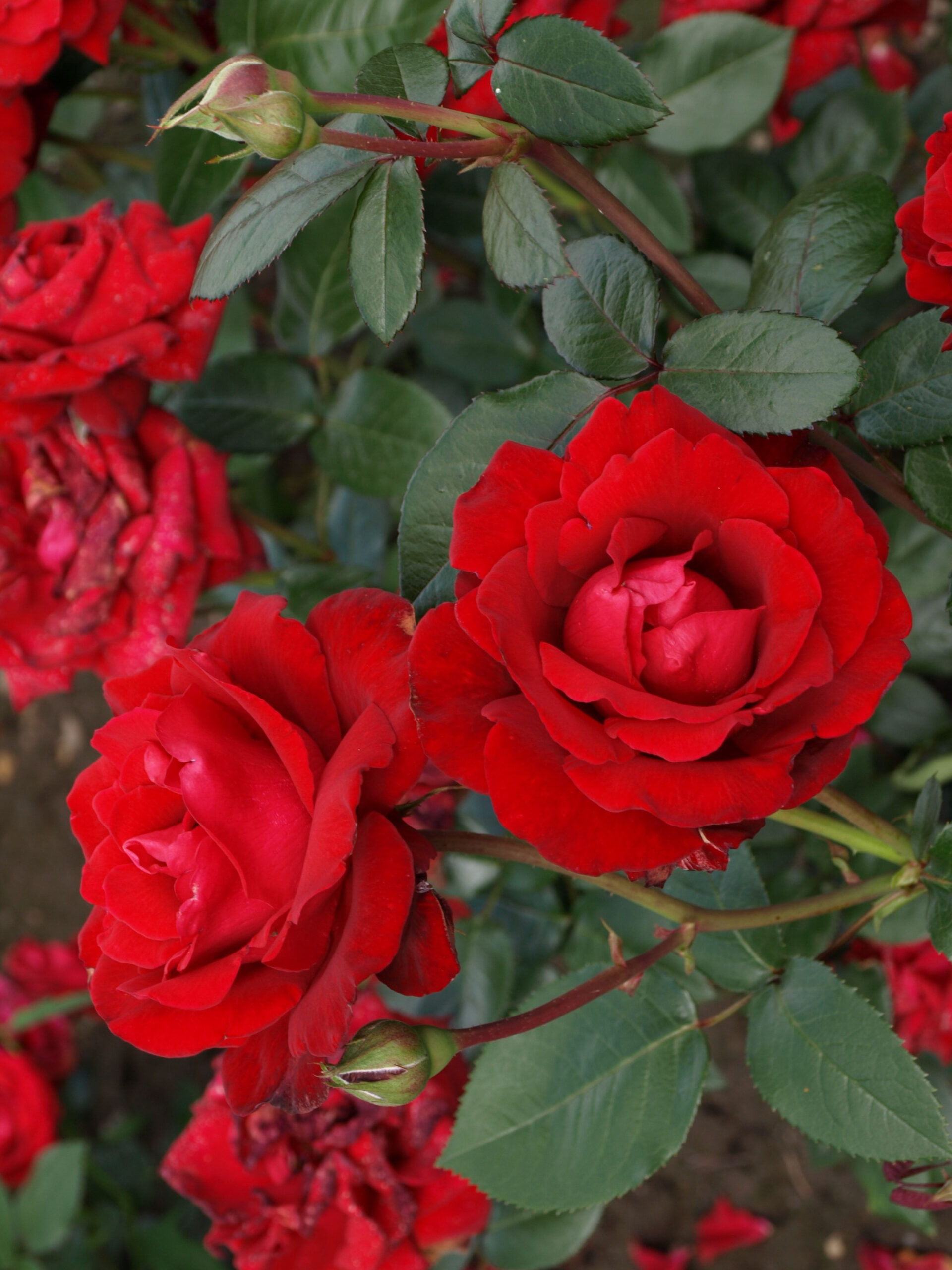 ингрит 2 _edited_edited