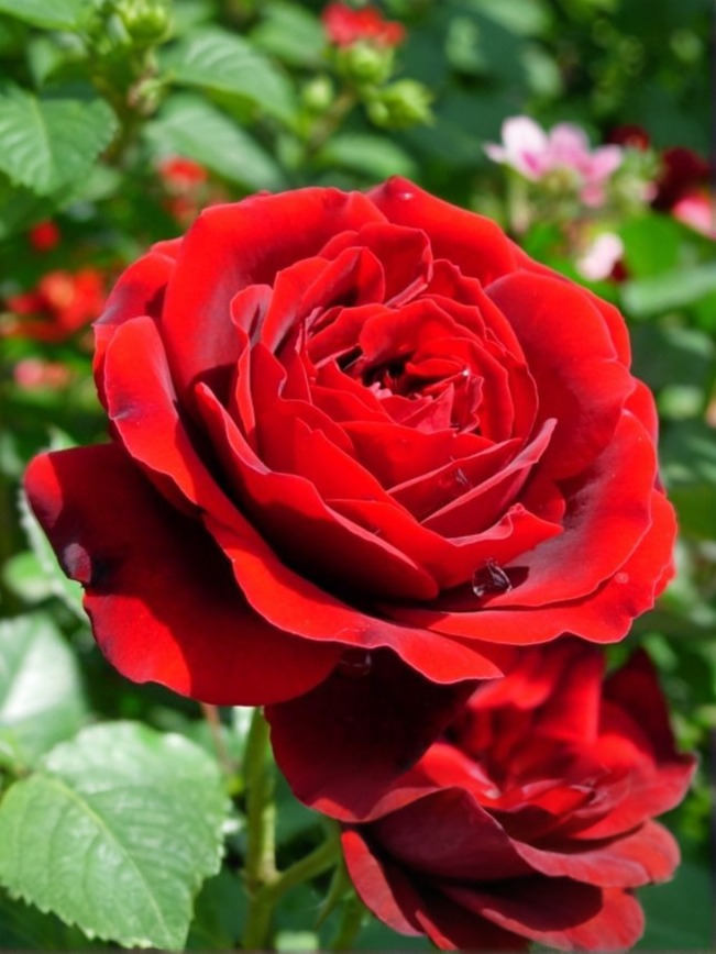 изабель ренесанс _ _edited