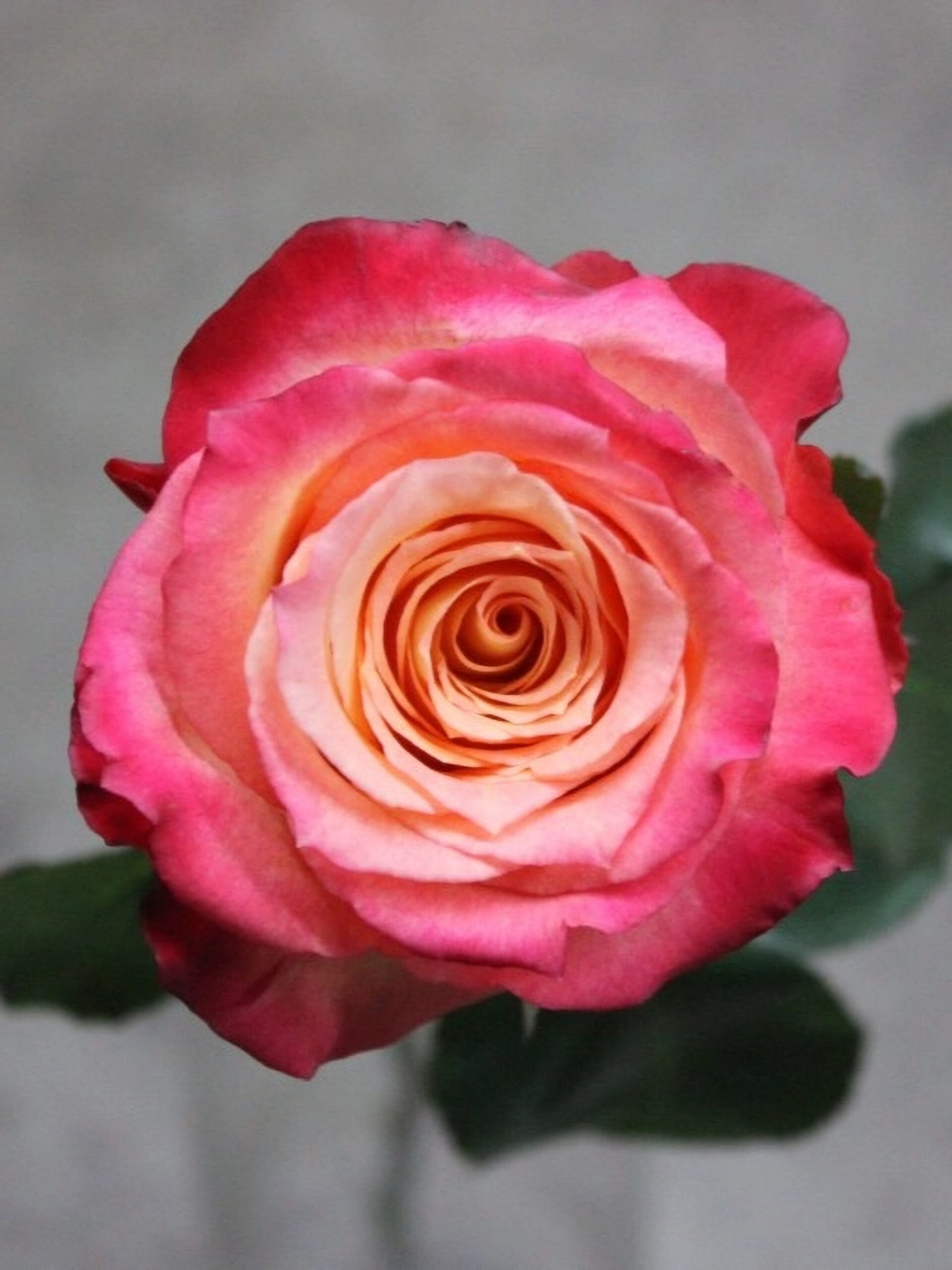 кабарет_edited