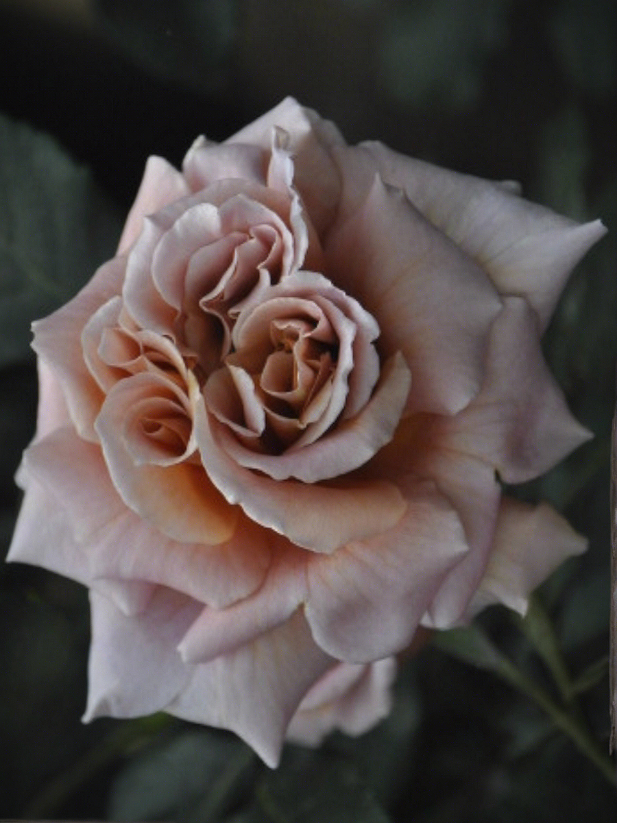 Кафе Латте 1_edited_edited_edited