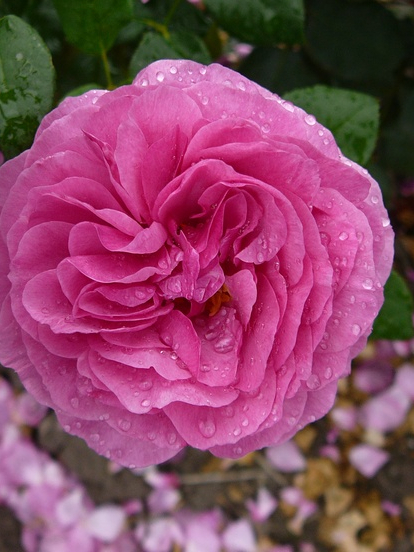 Каффе Фассетт4_edited_edited