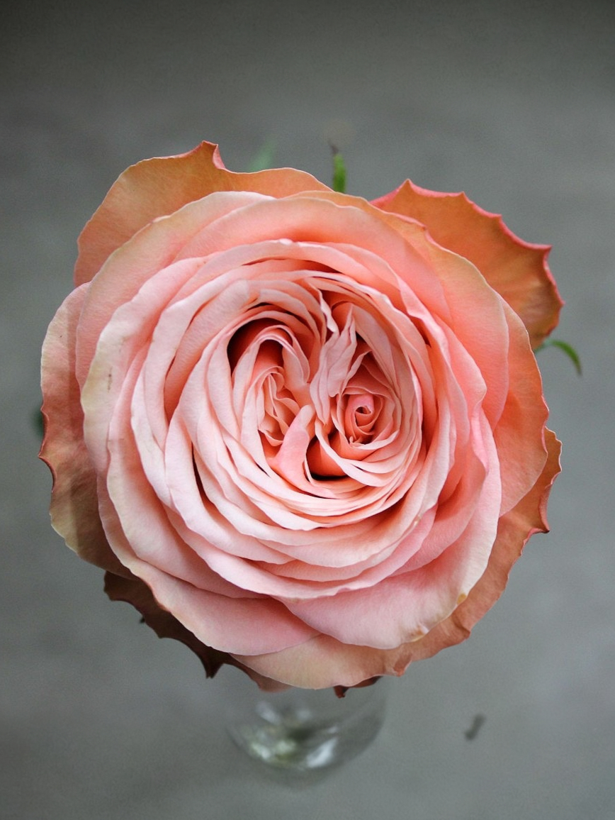 кахала печать