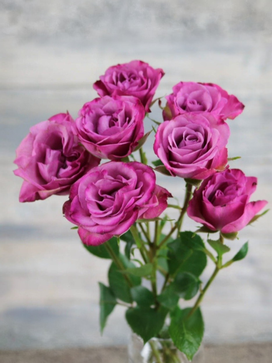 кайли 2_edited_edited