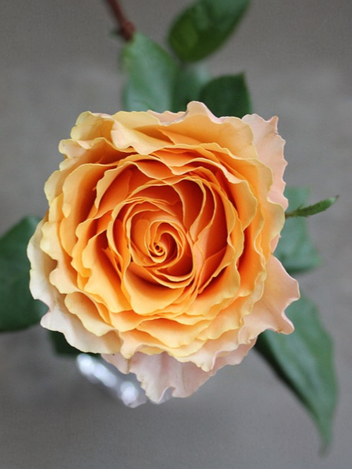 кампанелла _edited_edited