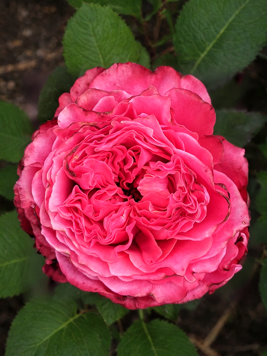 Кантри Гарден