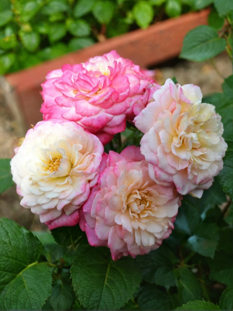 Кантри Герл