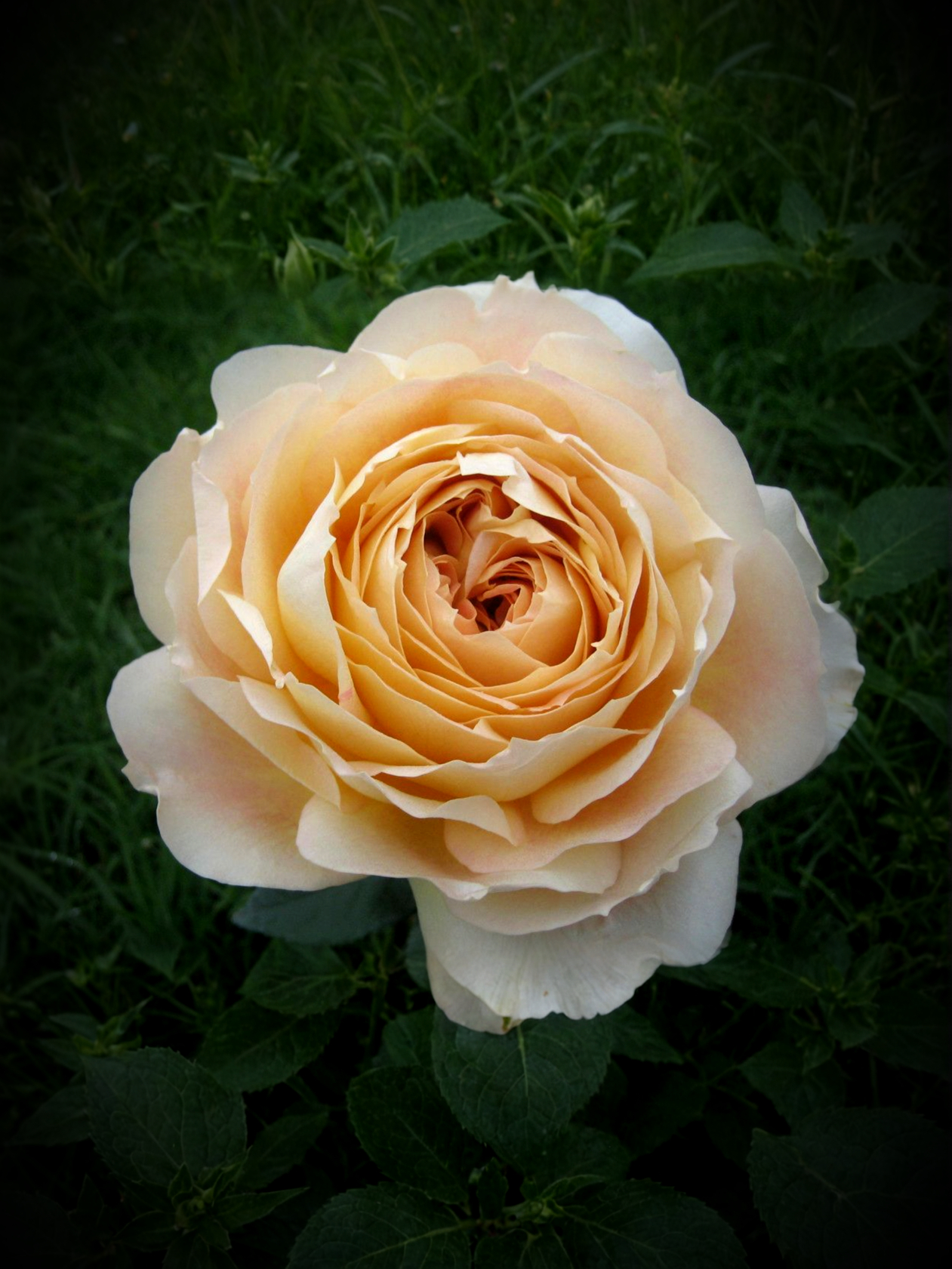 Карамель Антик печать