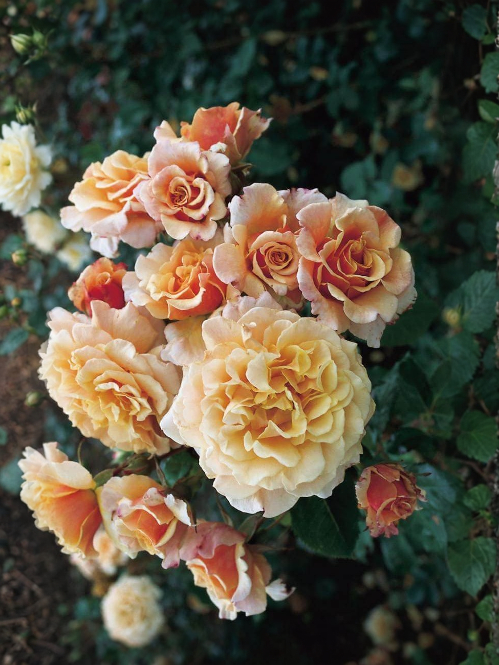 карамелла 2_edited_edited