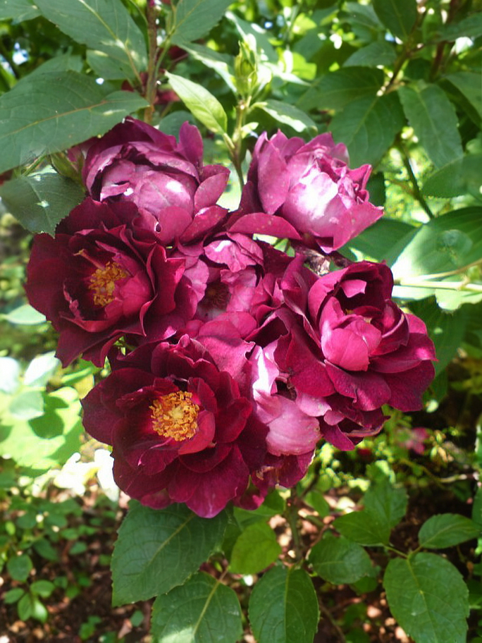 Кардинал Хьюм_edited