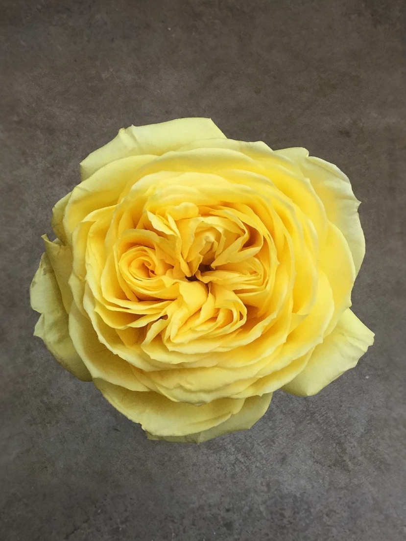 каталина 2 _edited_edited