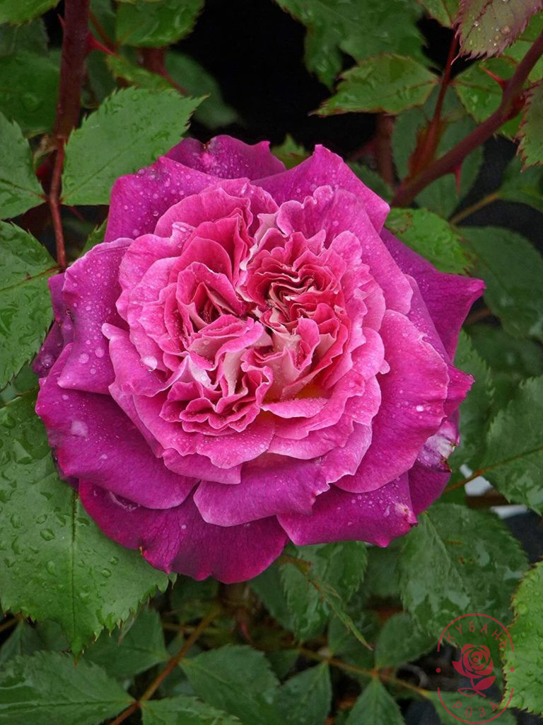 Катрин_edited_edited