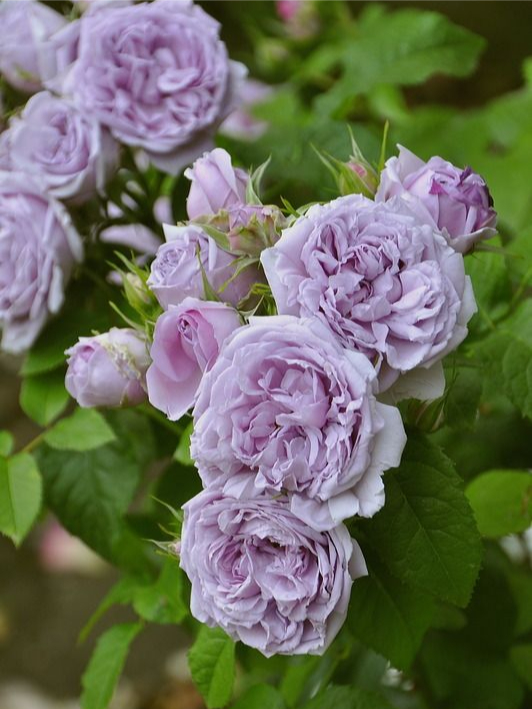 Кинда Блю 2_edited_edited