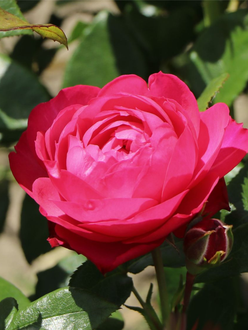 Кинг Георг3_edited_edited